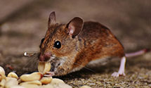 24 Hour & Emergency Exterminators in Ono, PA